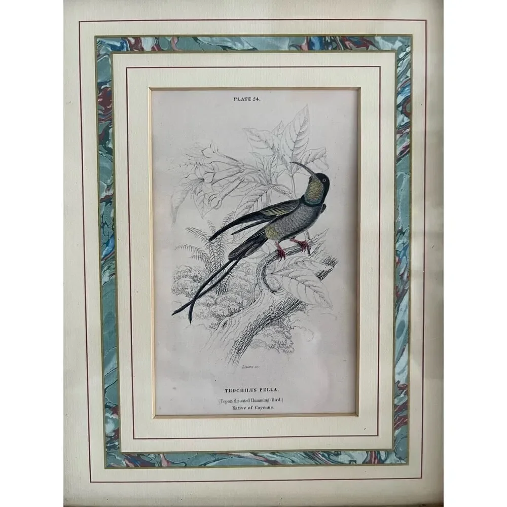 Framed Book Plate 24 Lixar Trochilus Pella Hummingbird 11.5”x 9 5/8” French Mat